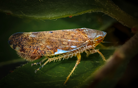 Fieberiella florii