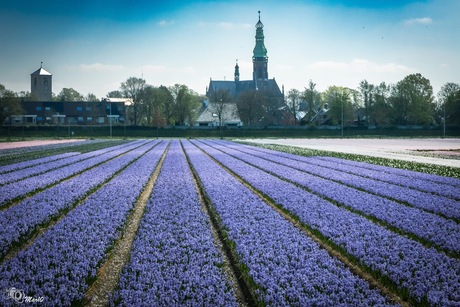 Blauwe lijnen