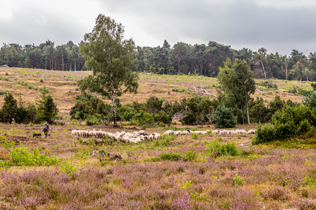 Schapen op de heide nabij Archemerberg
