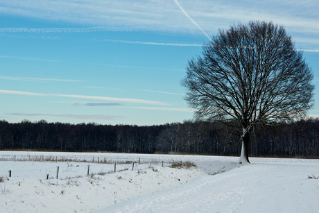 Eik in winterlandschap