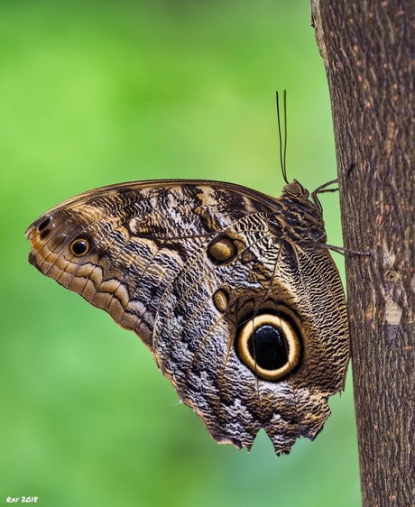 Caligo Memnon