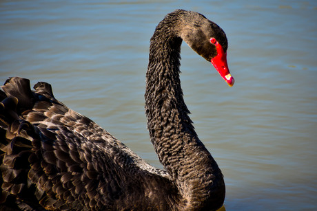 black Swan part 2