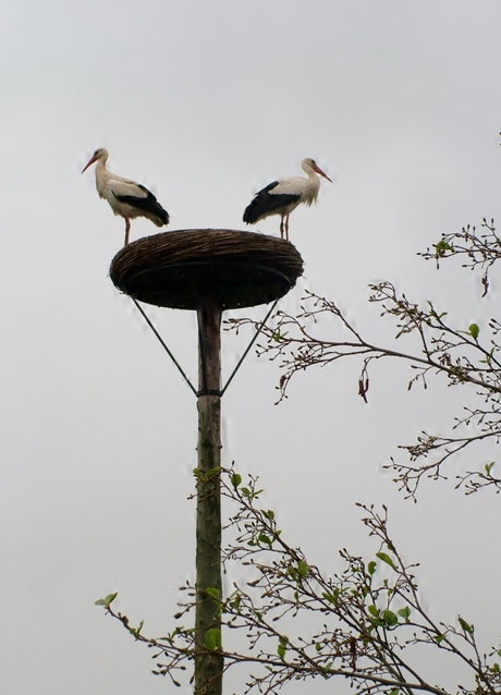 Ooievaars bij Smeerling