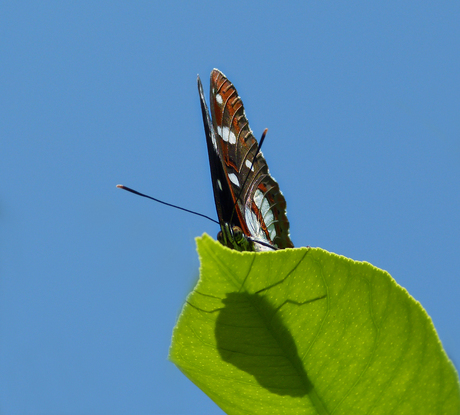 vlinder-macro