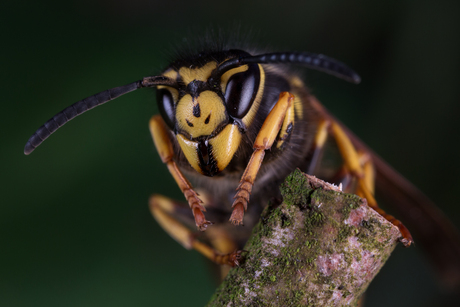 Koningin van de Duitse wesp (Vespula Germanica).