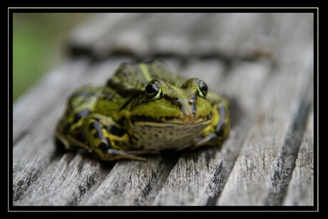 Groene kikker