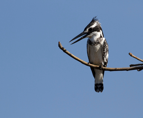 Pied Kingfisher (Bonte IJsvogel)