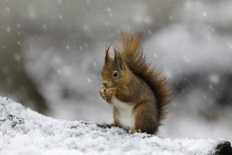 Eekhoorn in de sneeuw