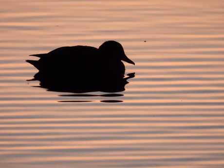 sunset duck