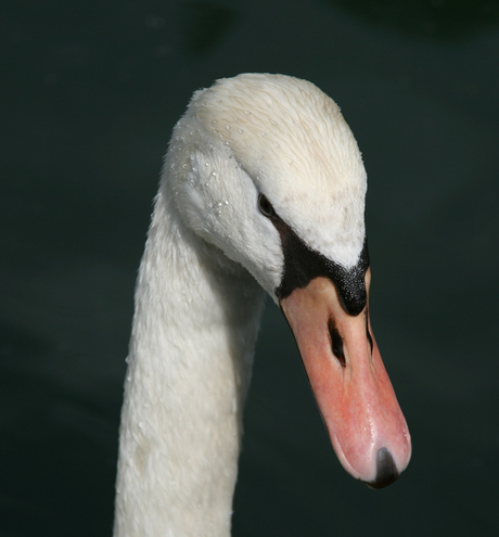 Zwaan met water druppels