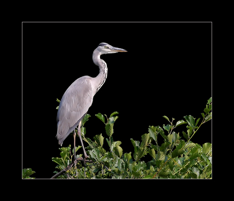 Reiger by night