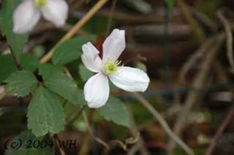 Clematis