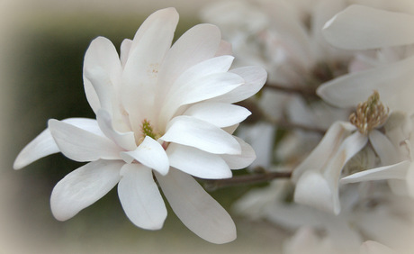 Magnolia