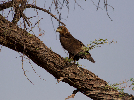 Young Tawny eagle Botswana