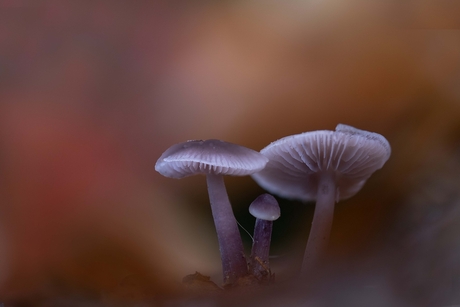 schoonheid van de herfst