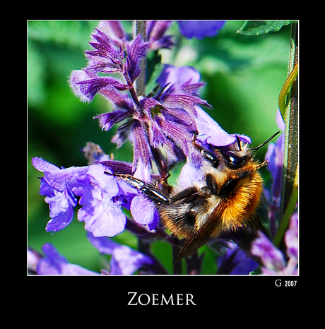 zoemer