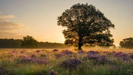 Zonsopkomst