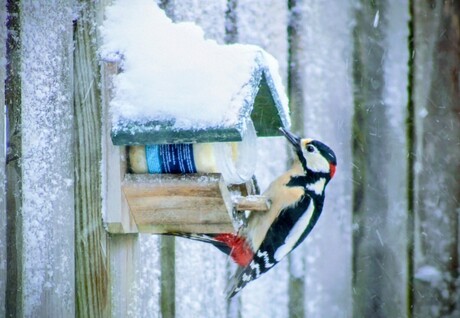 bonte specht ziet een lekker hapje