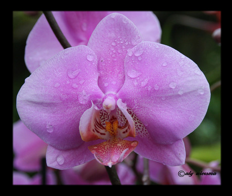 Orchidee!