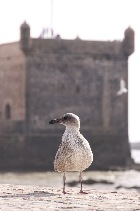 meeuw Essaouira.jpg