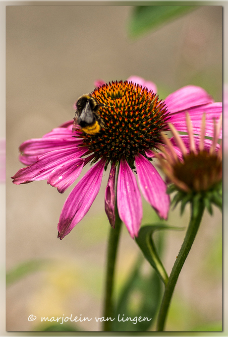 echinacea purpera