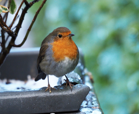 Roodborst 