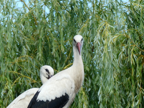 kijk eens in de poppetjes