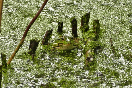 Camouflage 