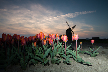 tulpen in de avondzon