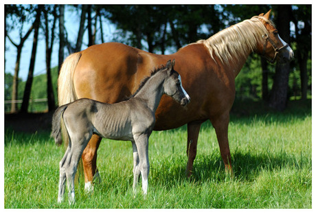 Hudson Welsh Pony