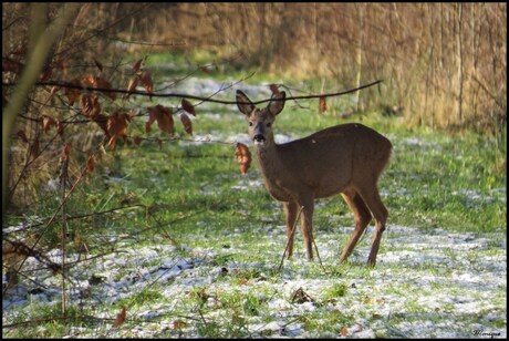 Ree in de sneeuw
