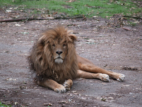 burgers zoo