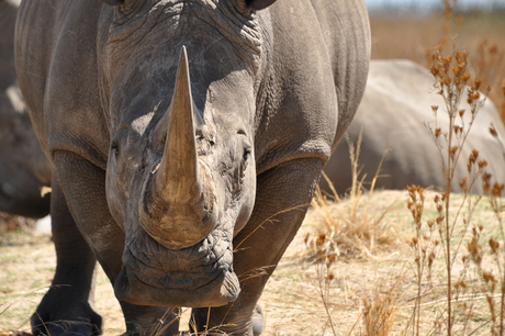 Breedlipneushoorn