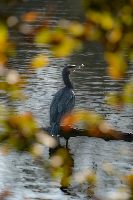 Waterleidingsduinen