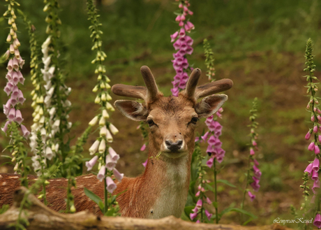 Lente Gevoel