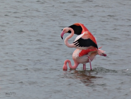 Flamingo's......