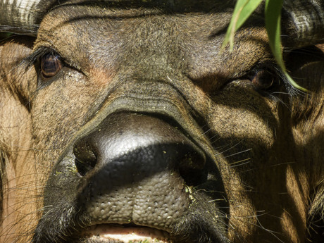 Rode Buffel