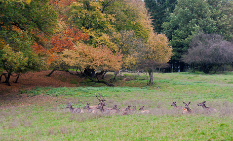 Sauerland-Hertenroedel.jpg