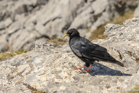 De Alpenkraai (Pyrrhocorax pyrrhocorax)