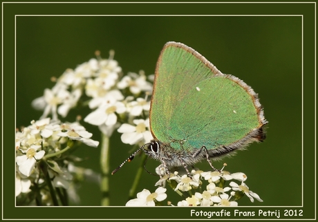 Little green butterfly