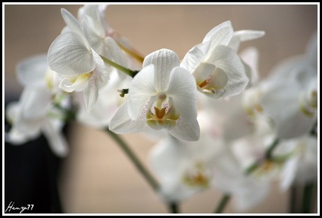 Orchids