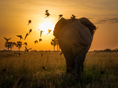 Olifant bij zonsopkomst
