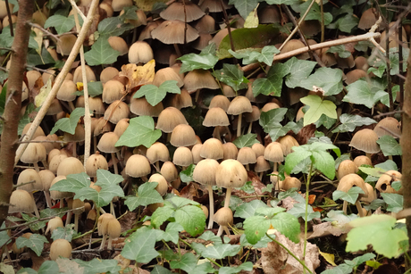 Met z'n allen ......