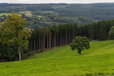 Landschap Belgische Ardennen