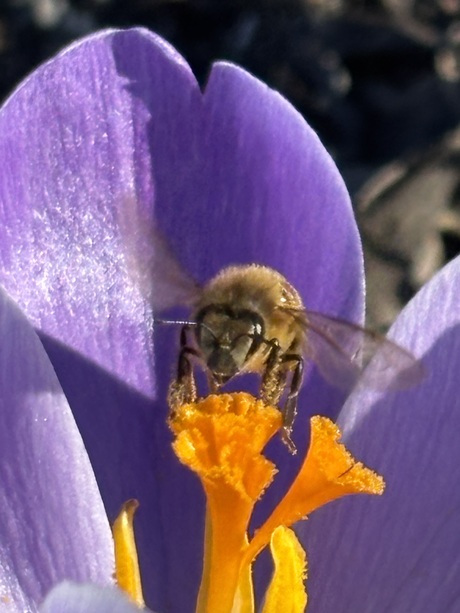 Lente buffet geopend 
