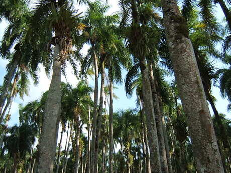 Palmentuin Paramaribo