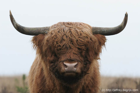 Schotse Hooglander