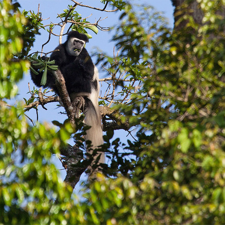 Black and White Colobus