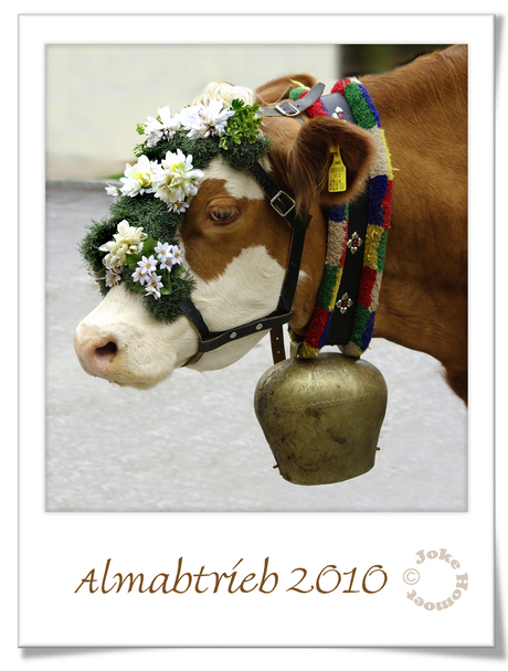 Almabtrieb