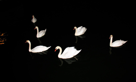 Donau Zwanen in de nacht